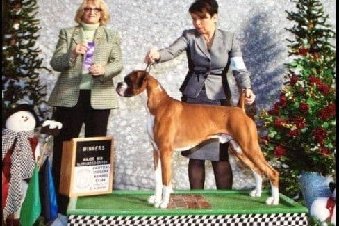 Boxer Puppies From An Experienced Breeder Focused On Longevity breeder image 23