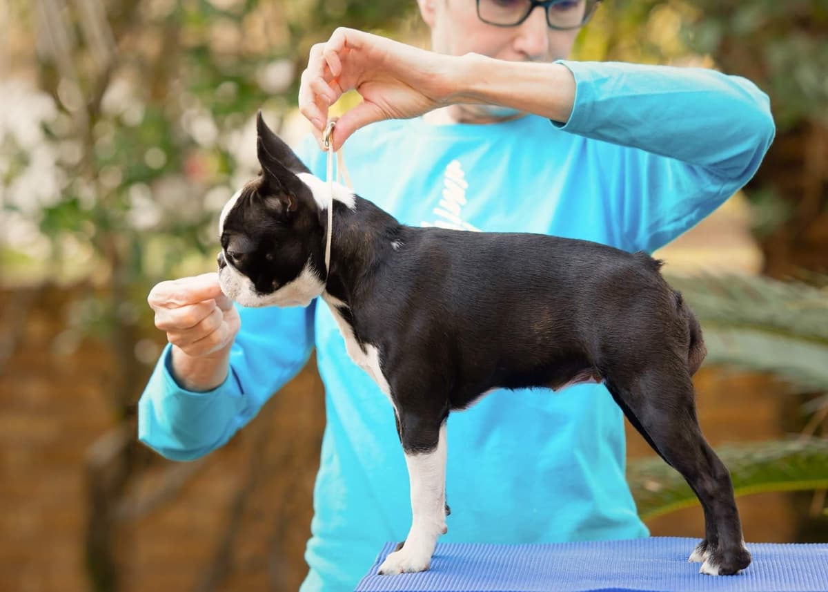 Boxer Puppies From An Experienced Breeder Focused On Longevity breeder image 3