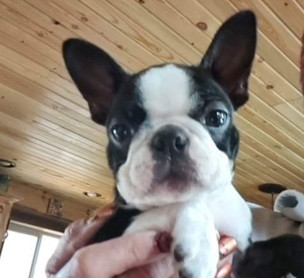 Boxer Puppies From An Experienced Breeder Focused On Longevity breeder image 26