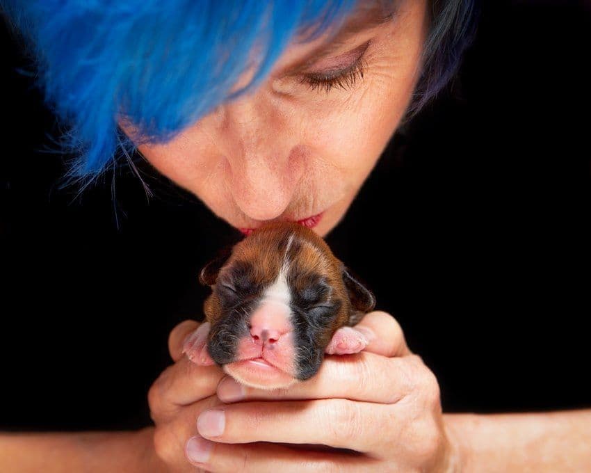 Boxer Puppies From An Experienced Breeder Focused On Longevity breeder image 28