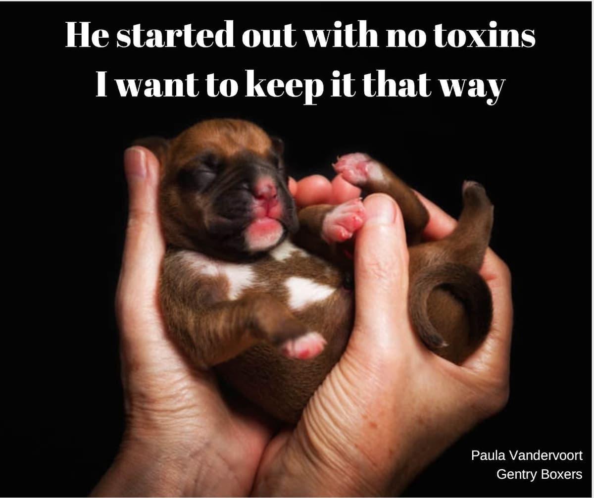 Boxer Puppies From An Experienced Breeder Focused On Longevity breeder image 29