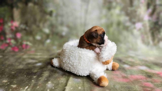 Boxer Puppies From An Experienced Breeder Focused On Longevity media 4