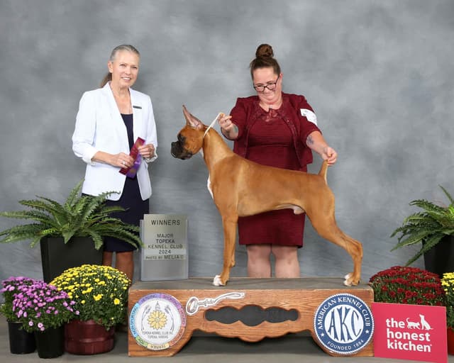 Boxer Puppies From An Experienced Breeder Focused On Longevity media 9