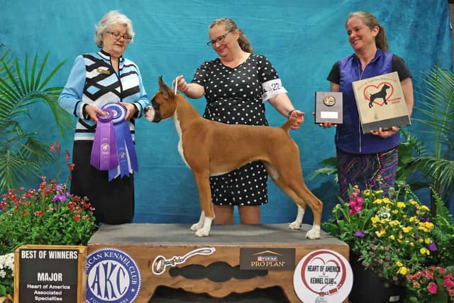 Boxer Puppies From An Experienced Breeder Focused On Longevity media 8