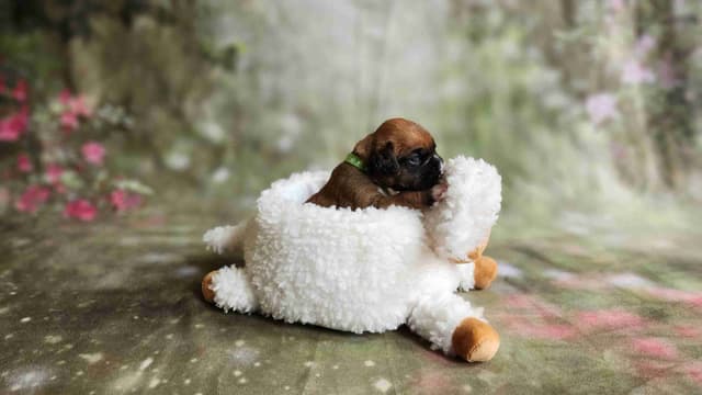 Boxer Puppies From An Experienced Breeder Focused On Longevity media 6