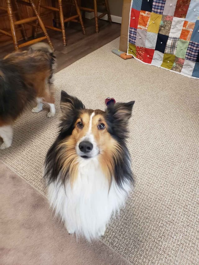Shetland Sheepdog Puppies media 2