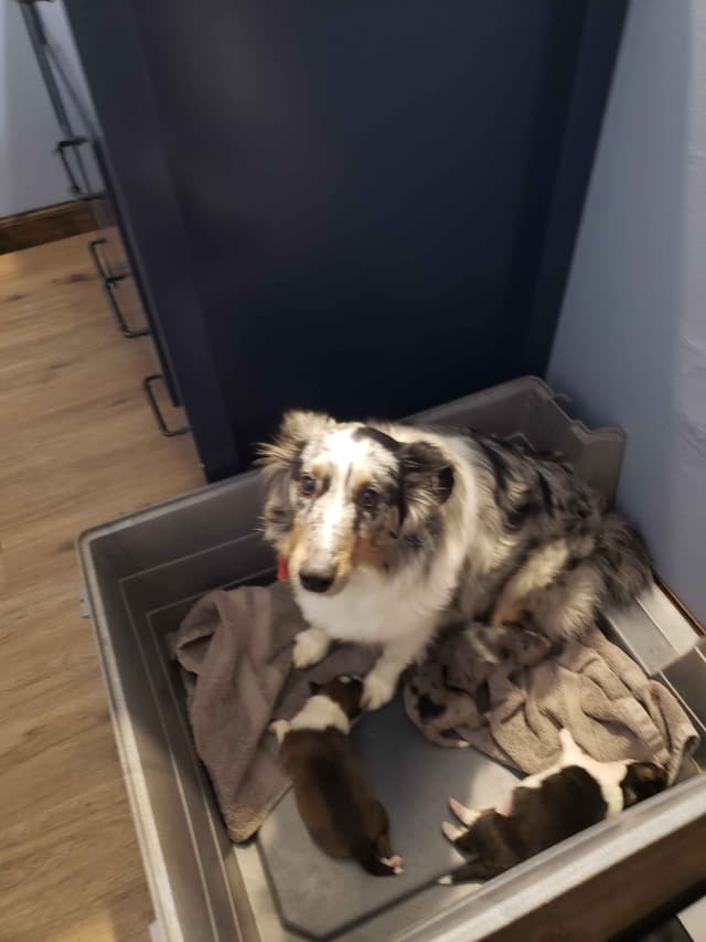 Shetland Sheepdog Puppies media 3