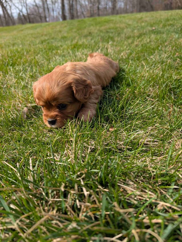 Cavalier King Charles Spaniel Puppies media 2