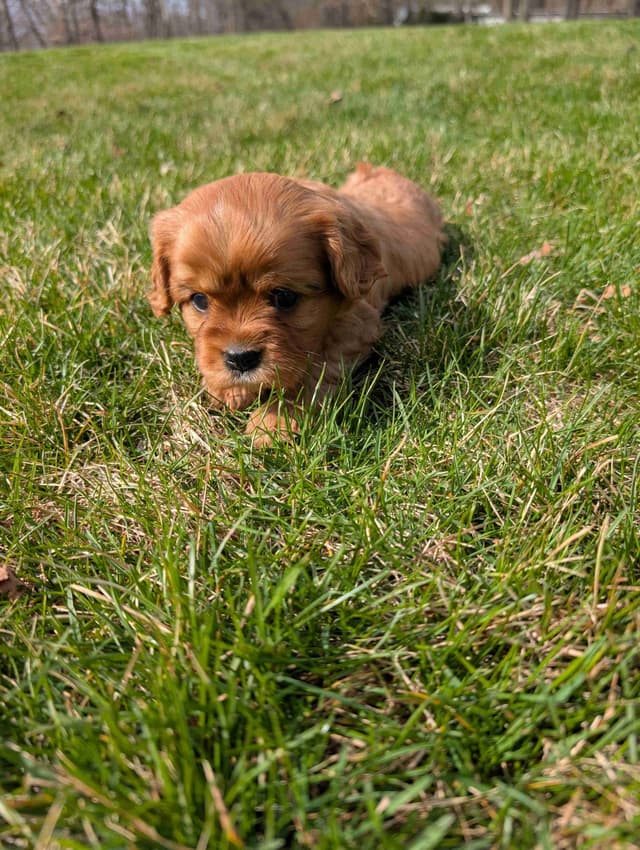 Cavalier King Charles Spaniel Puppies media 3