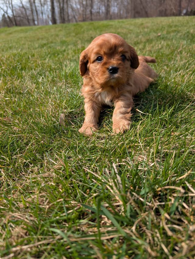 Cavalier King Charles Spaniel Puppies media 4