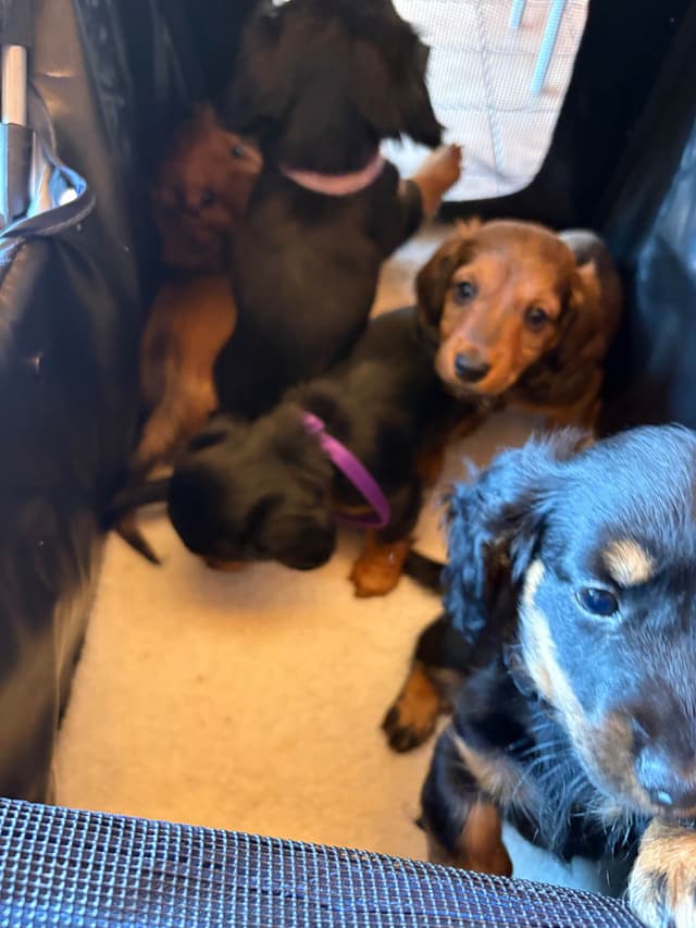 Dachshund Puppies media 2