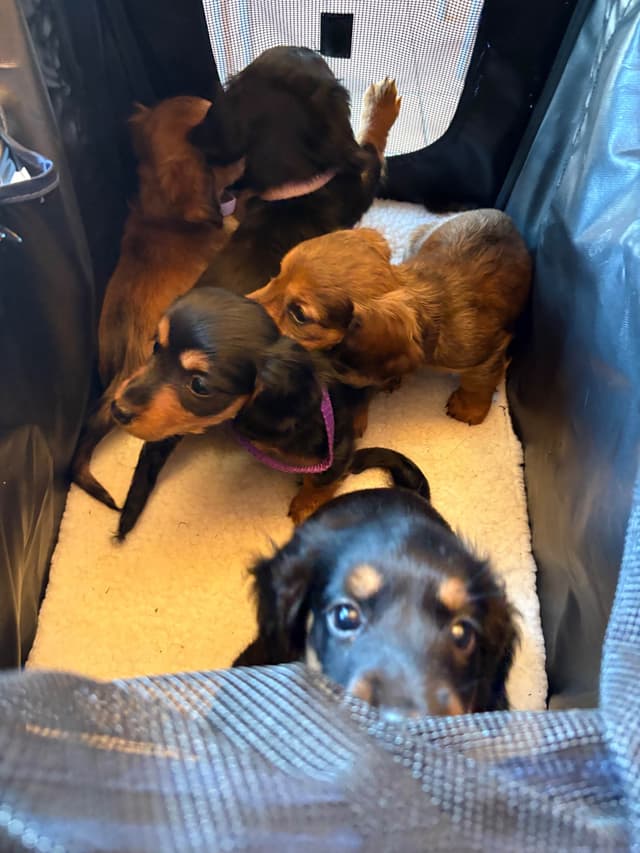 Dachshund Puppies media 4