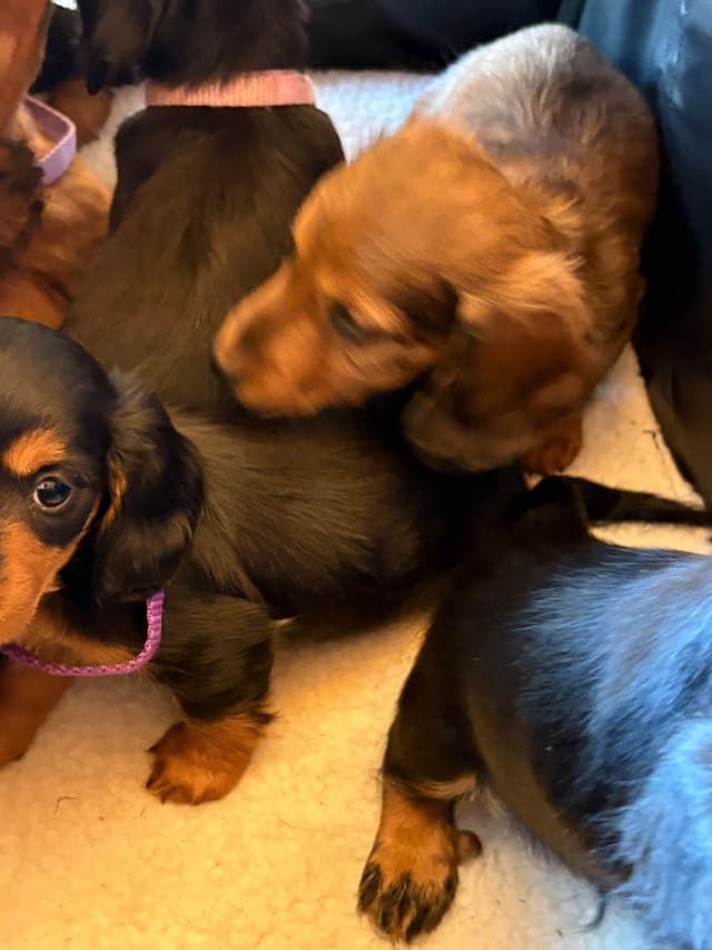 Dachshund Puppies media 6