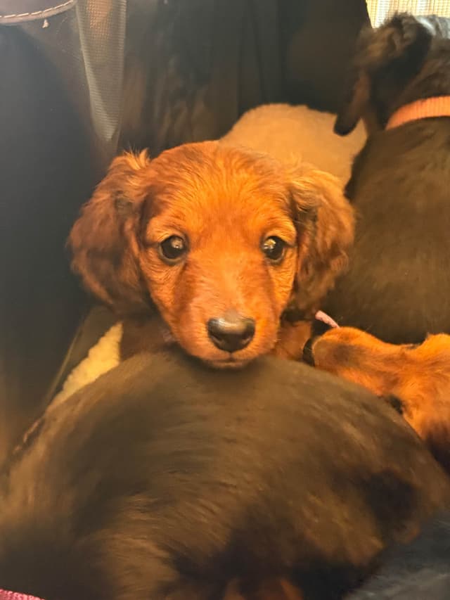 Dachshund Puppies media 8