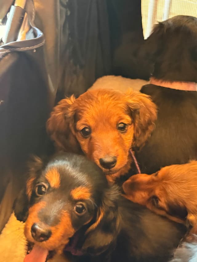Dachshund Puppies media 9