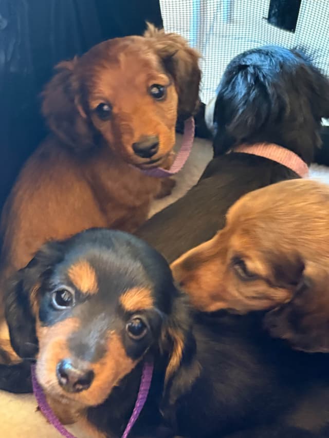 Dachshund Puppies media 10