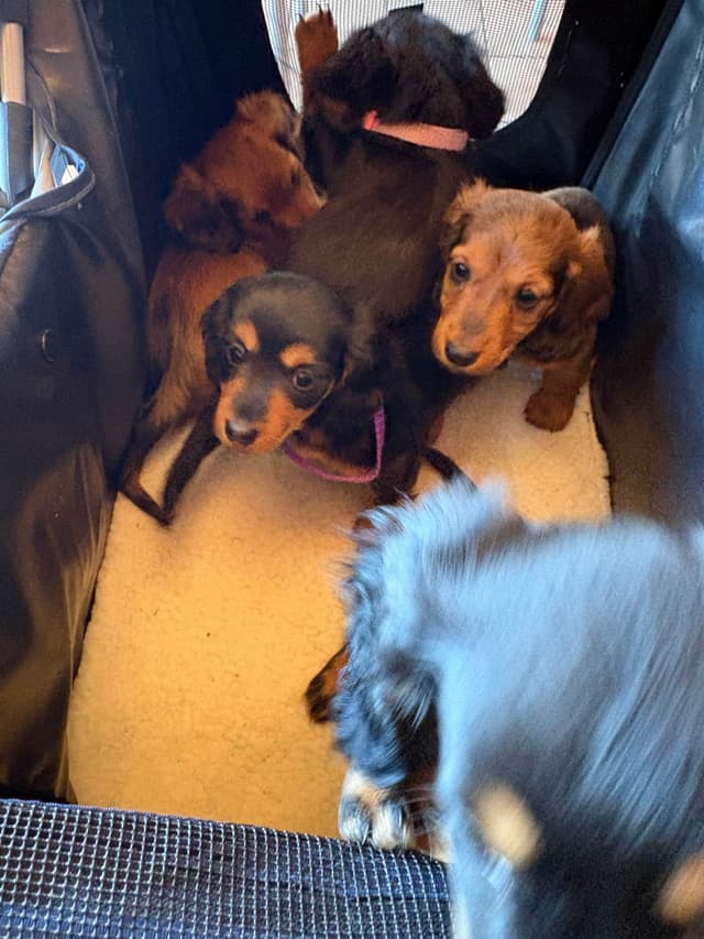 Dachshund Puppies media 12