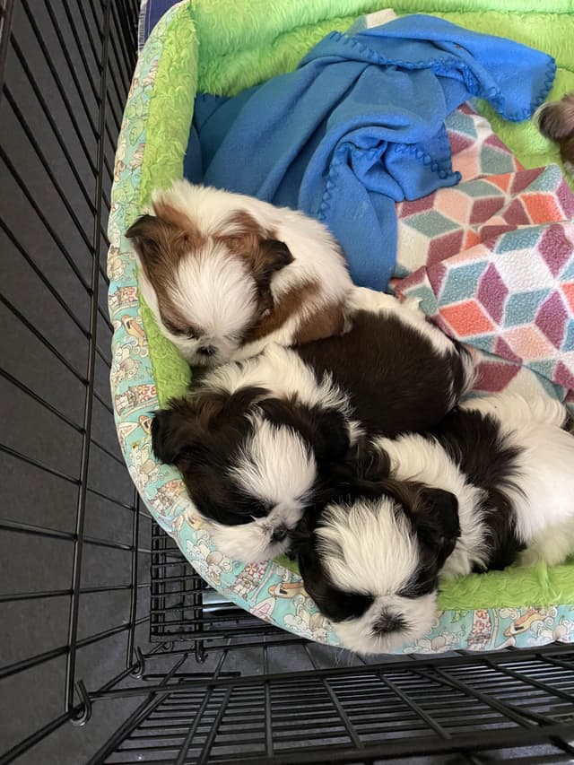 Shih Tzu Puppies media 2