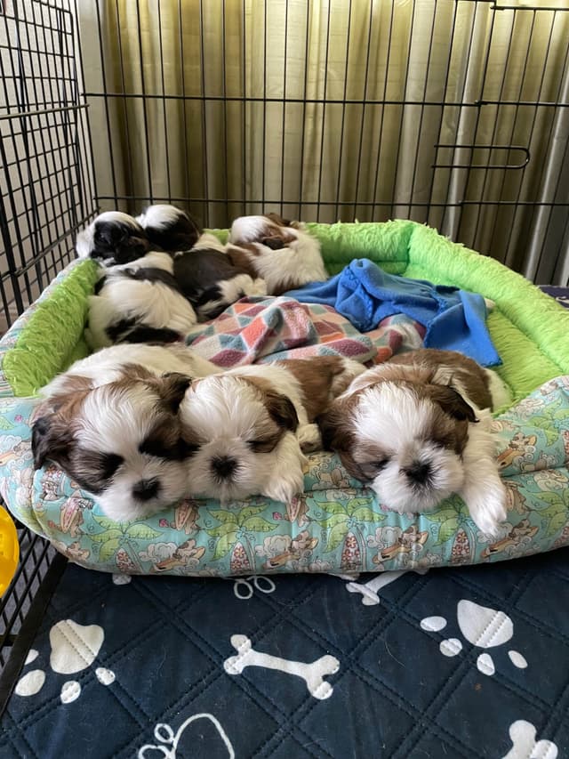 Shih Tzu Puppies media 3