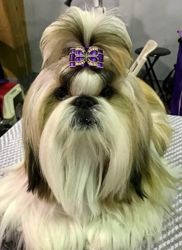 Shih Tzu Puppies media 4
