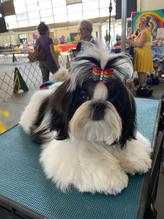 Shih Tzu Puppies media 5