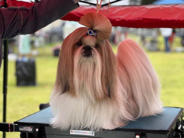 Shih Tzu Puppies media 6