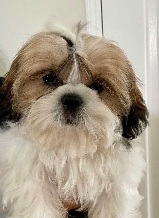 Shih Tzu Puppies media 7