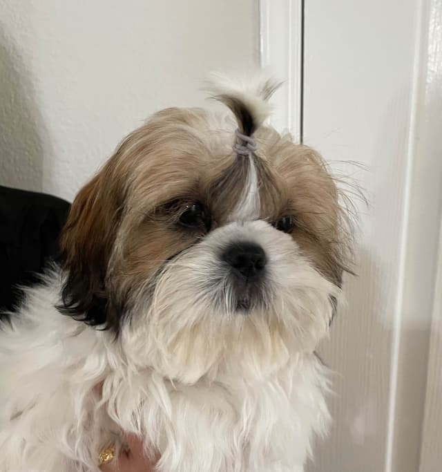 Shih Tzu Puppies media 8