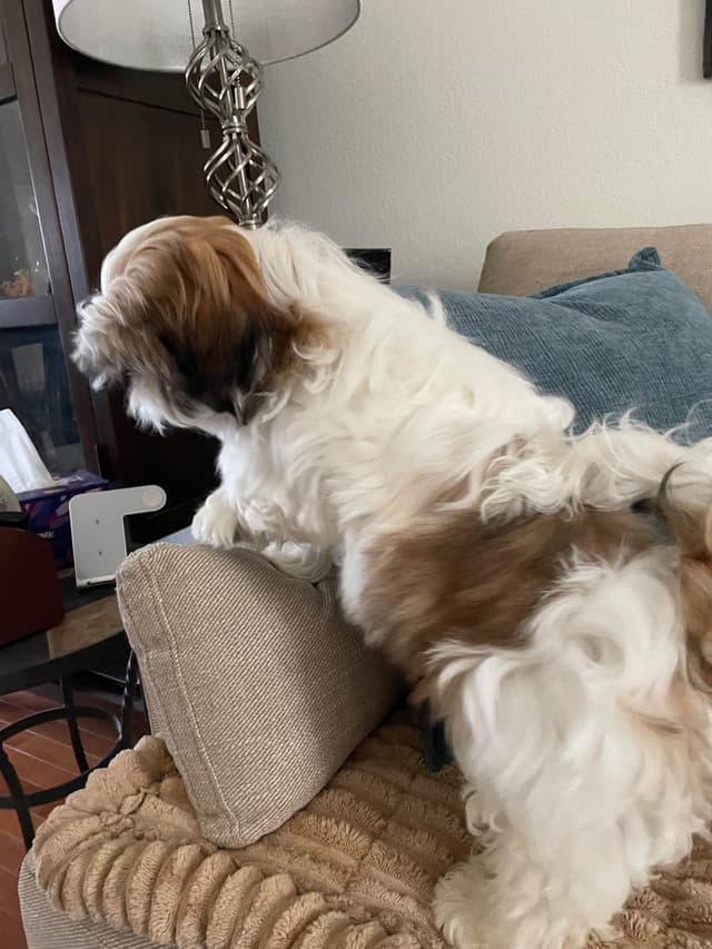 Shih Tzu Puppies media 9