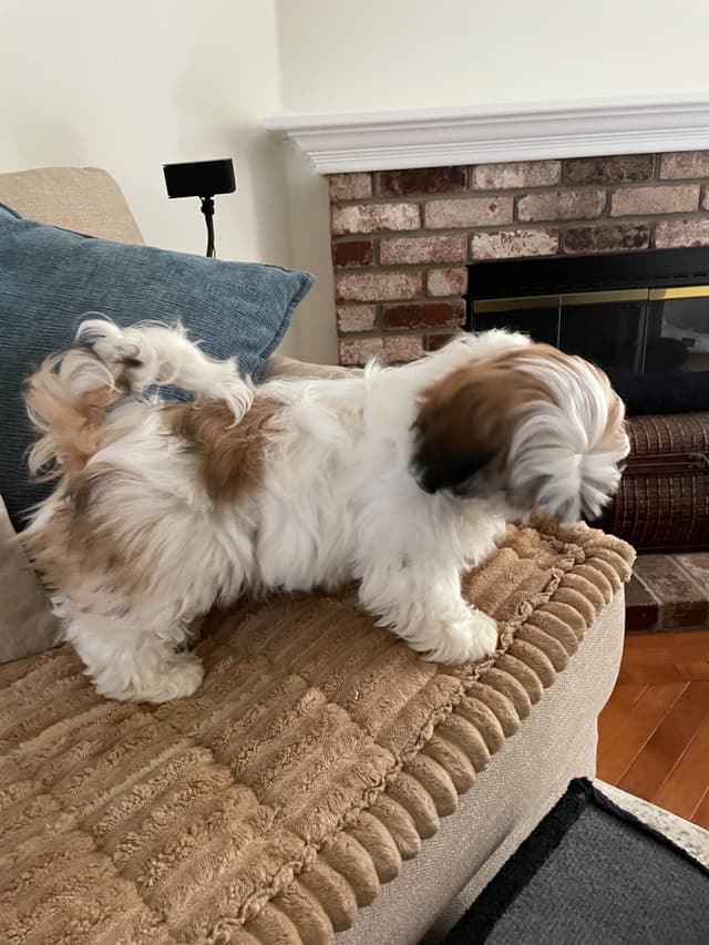 Shih Tzu Puppies media 10