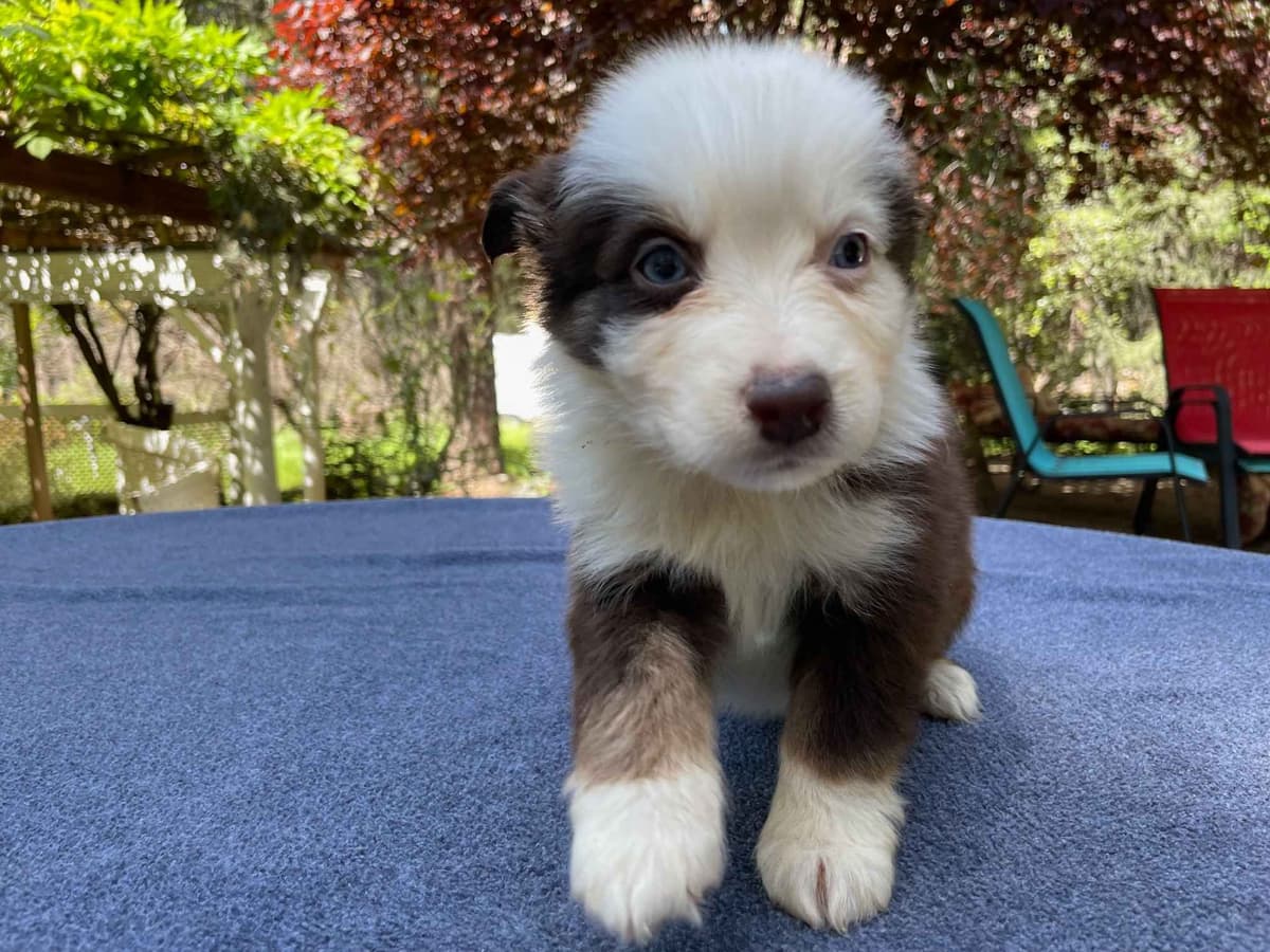Australian Shepherd Puppies breeder image 4