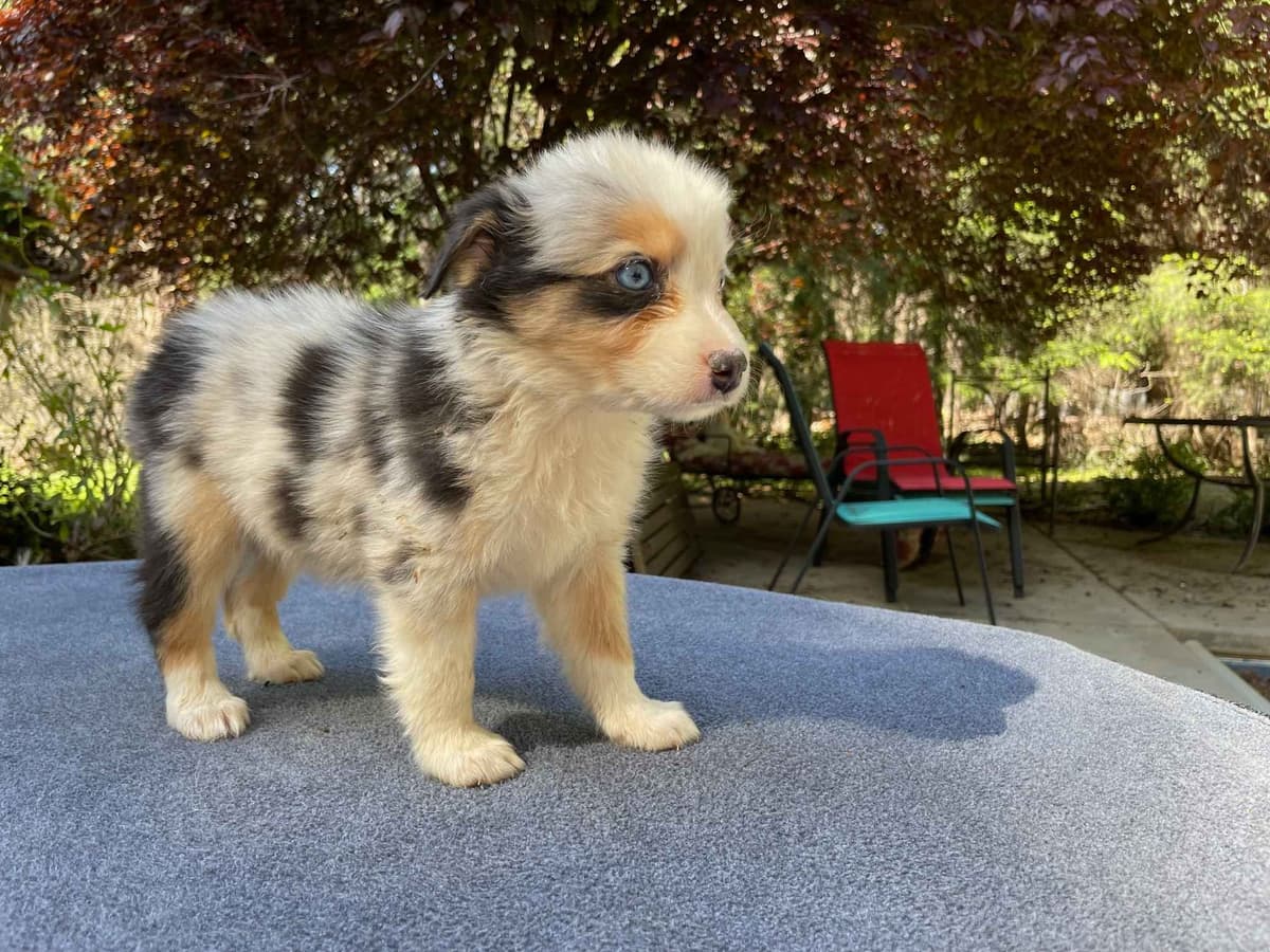 Australian Shepherd Puppies breeder image 5