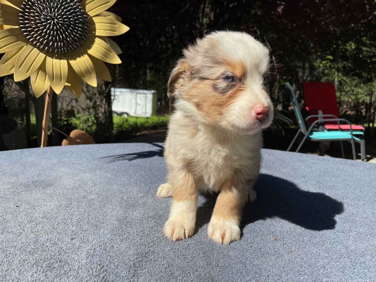 Australian Shepherd Puppies breeder image 6