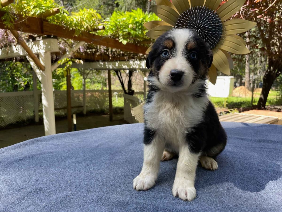 Australian Shepherd Puppies breeder image 7