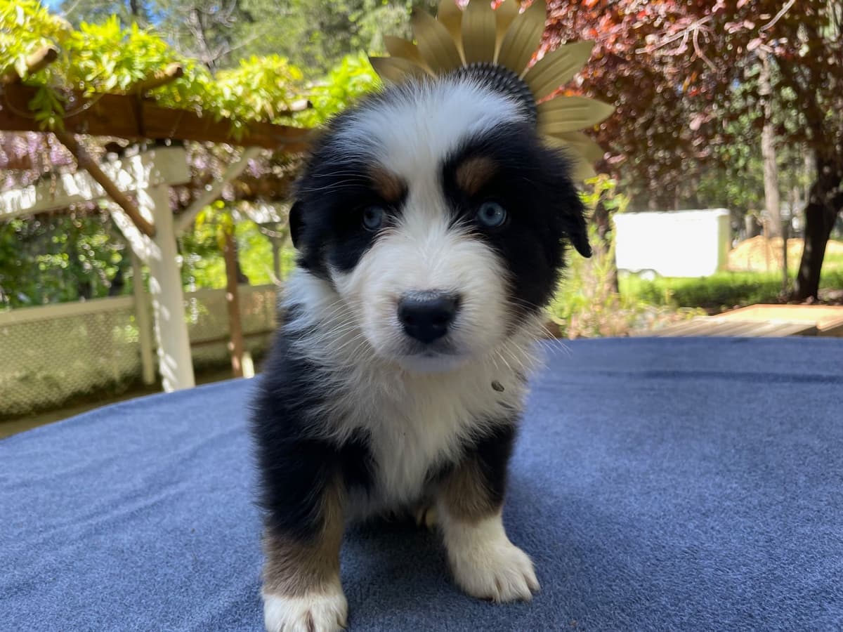 Australian Shepherd Puppies breeder image 8