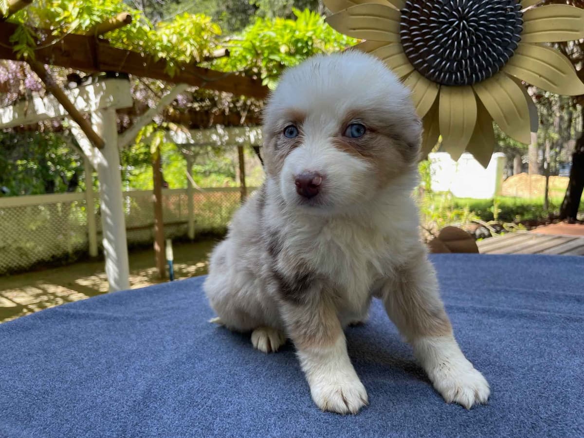 Australian Shepherd Puppies breeder image 9