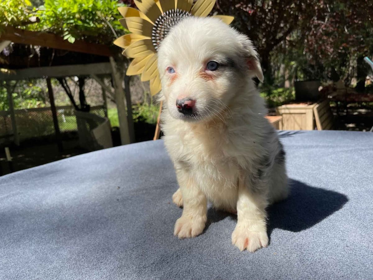Australian Shepherd Puppies breeder image 10