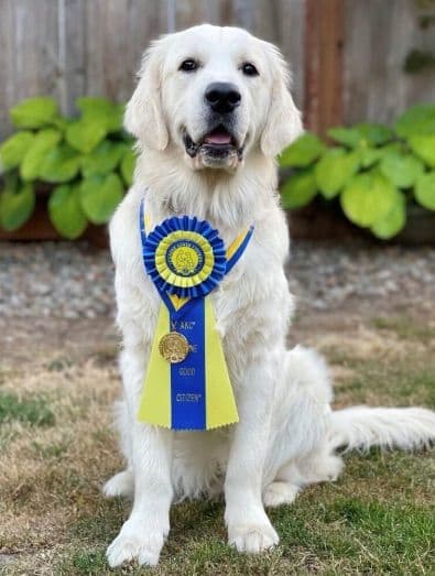 Professionally raised and champion-sired pups just in time for XMAS. breeder image 8