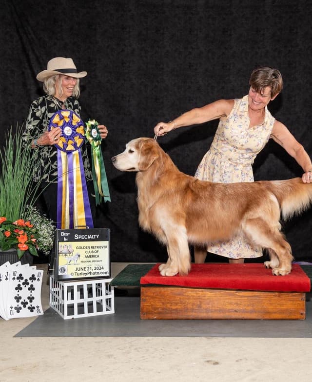 Professionally raised and Champion Sired pups ready Winter  2026 media 3