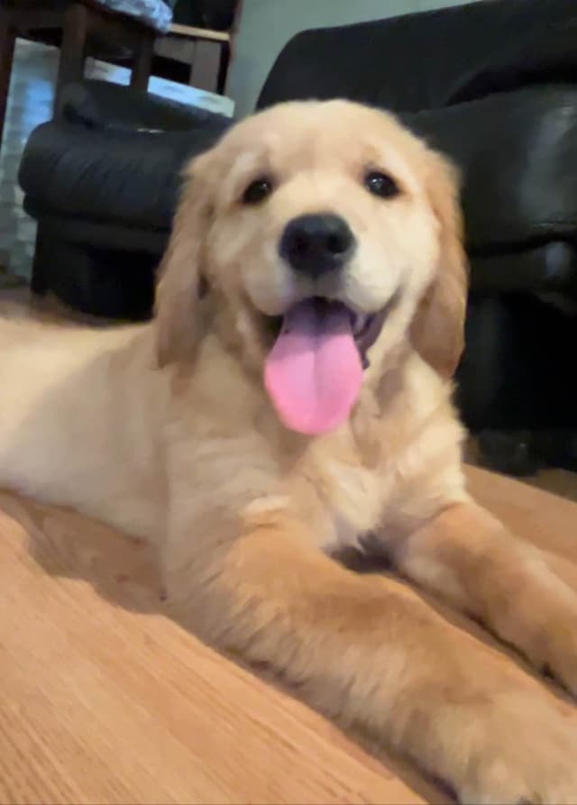 Professionally raised and Champion Sired pups ready Winter  2026 media 5