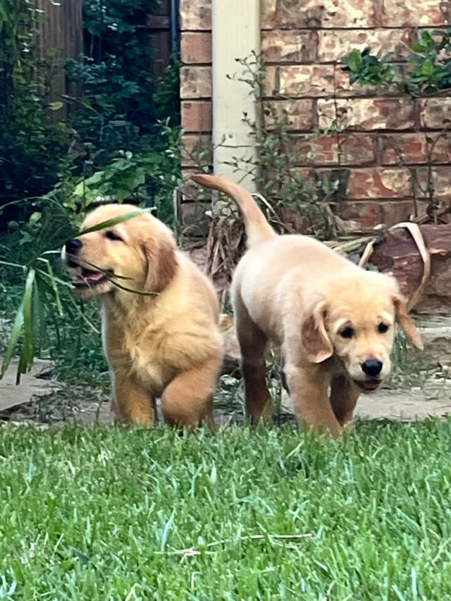 Professionally raised and Champion Sired pups ready Winter  2026 media 8