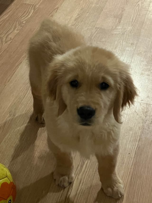 Professionally raised and Champion Sired pups ready Winter  2026 media 9