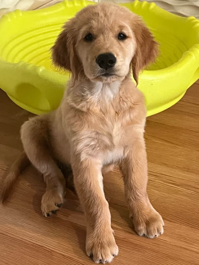 Professionally raised and Champion Sired pups ready Winter  2026 media 11
