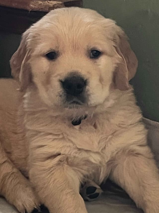 GCH Hillock's Jack Daniel's Golden Retriever Puppies Summer 2026 media 2