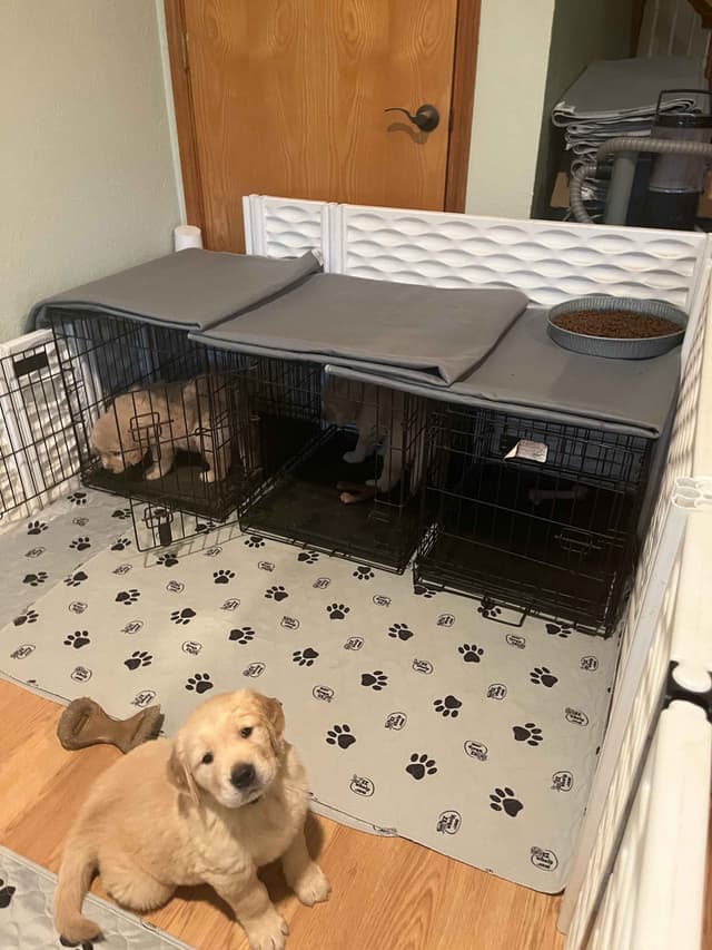 Hillock's Jack Daniels Golden Retriever Puppies Fall 2026! media 3