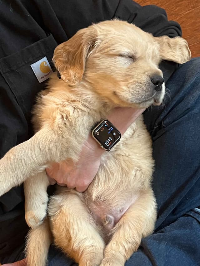 Hillock's Jack Daniels Golden Retriever Puppies Fall 2026! media 4