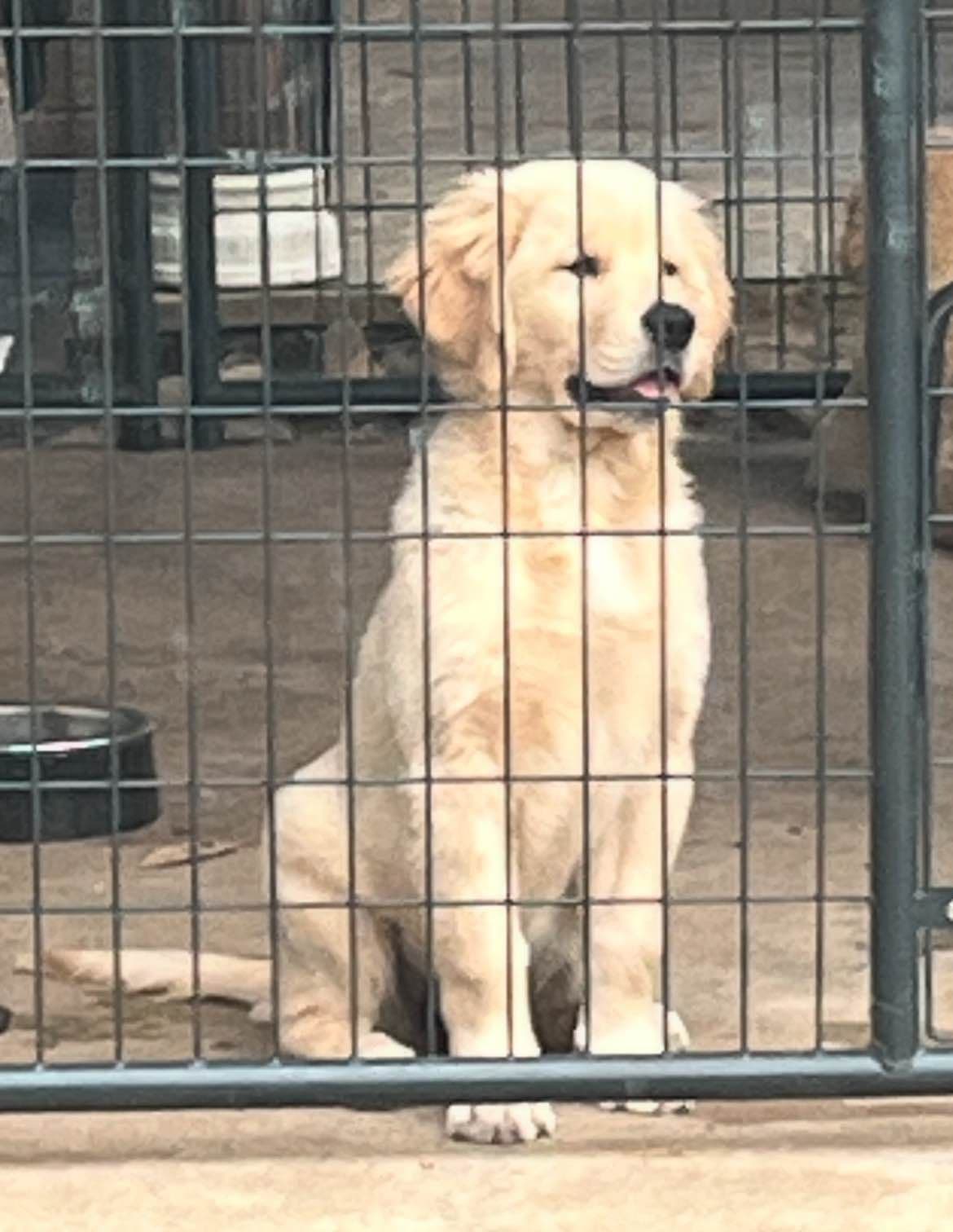 Professionally raised and champion-sired pups just in time for XMAS. breeder image 13