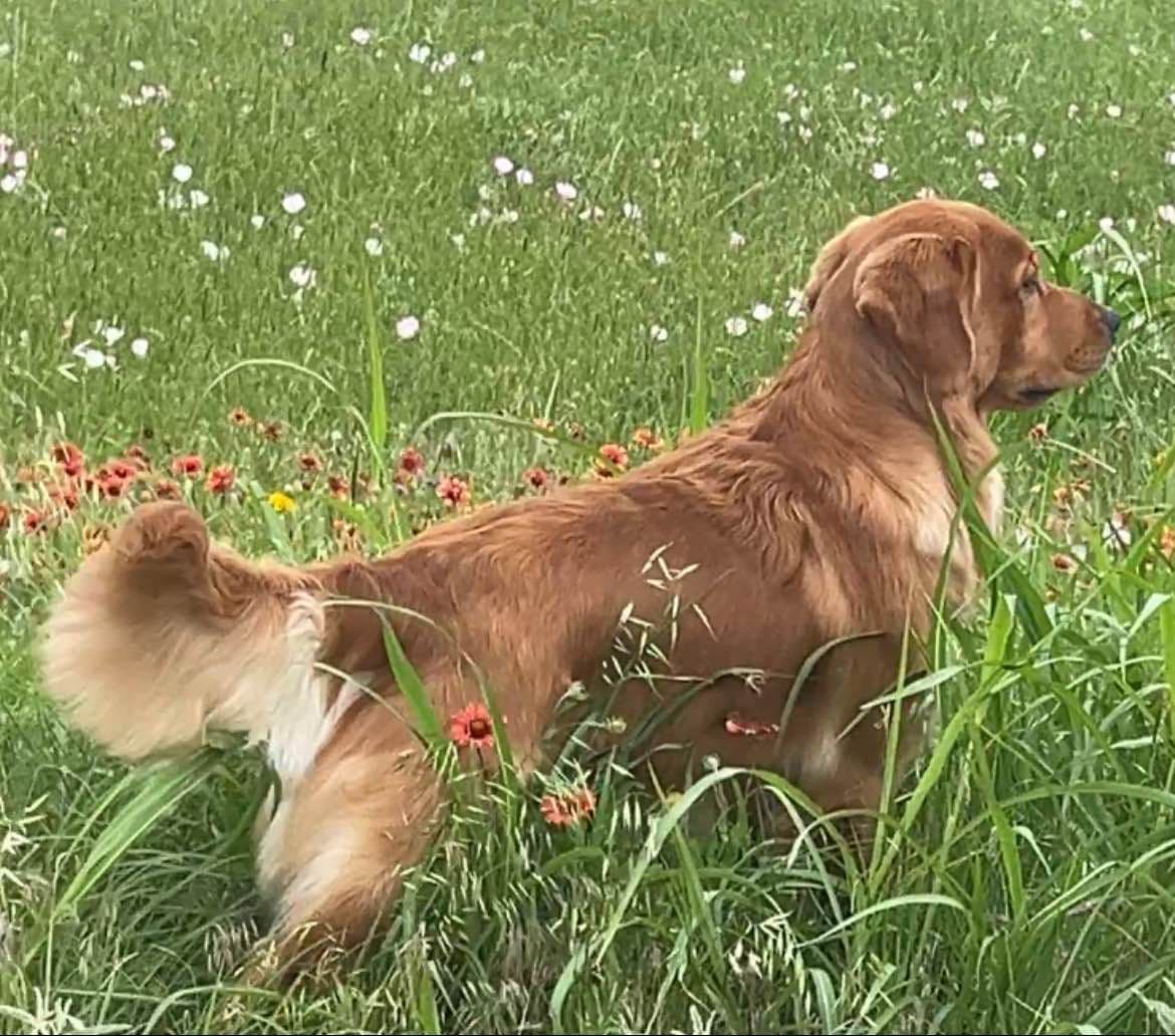 Professionally raised and champion-sired pups just in time for XMAS. breeder image 14