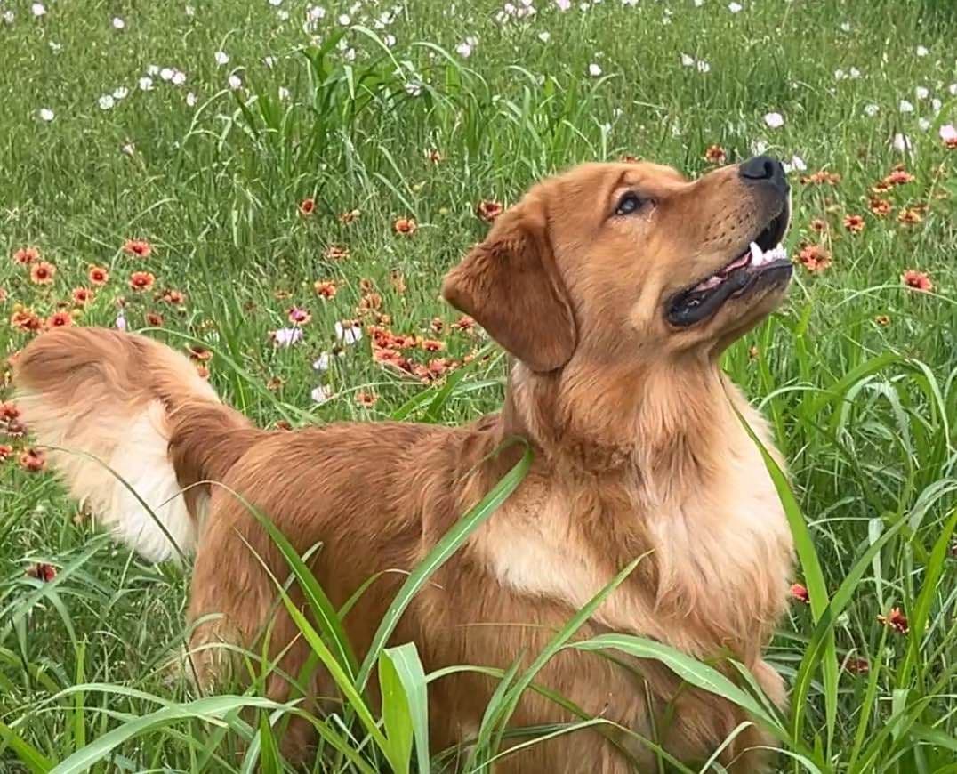 Professionally raised and champion-sired pups just in time for XMAS. breeder image 15