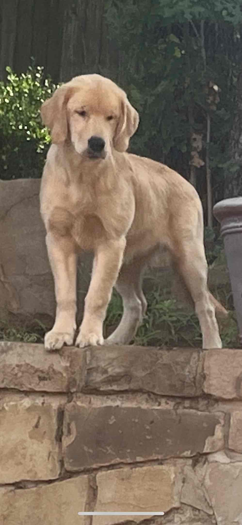 Professionally raised and champion-sired pups just in time for XMAS. breeder image 16